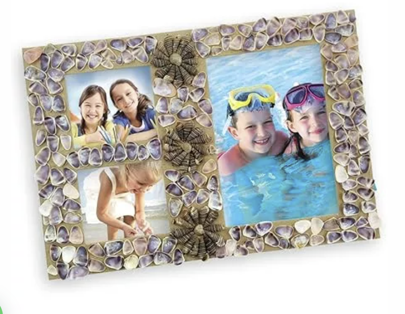 Toykrafft Seashells Desk Decors | Learning Activity Games For Kids | 8+ Years